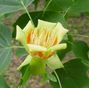 Tulip poplar or Yellow poplar flower